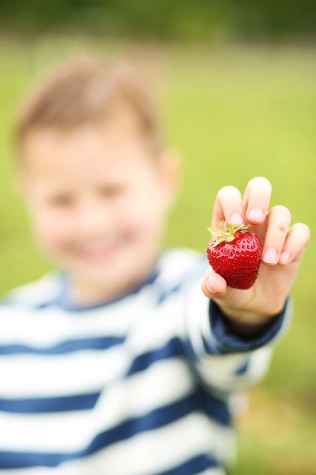 strawberry picking with littles